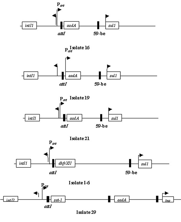 Schematic representations of the four class 1 integrons and one class 2 integron sequenced from multiple antibiotic–resistant Escherchia coli isolates.