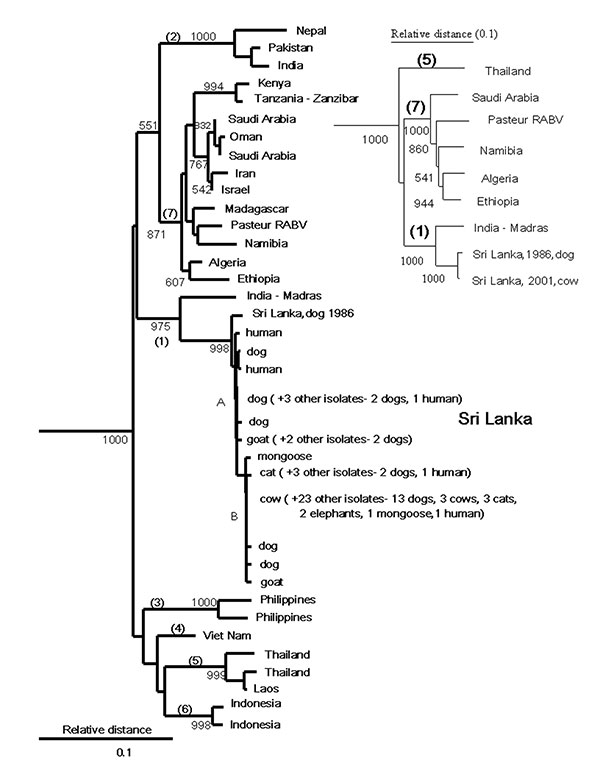 Neighbor-joining tree for 264 base pairs (bp) of nucleoprotein gene sequence (bp 1157–1420) for 44 rabies virus samples from Sri Lanka compared with samples from other areas of Asia and Africa with uncontrolled dog rabies. Samples were aligned with Pasteur rabies virus (GenBank accession no. M13215) by using the PileUp program of the Wisconsin Package version 10 (Genetic Computer Group, 1999, Madison, WI). The phylogenetic analyses were perfomed by using the DNADIST (Kimura two-parameter method)
