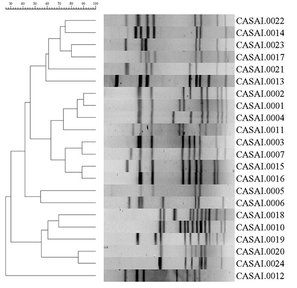 Dendrogram showing pulsed-field gel electrophoresis of Campylobacter isolates using SmaI.