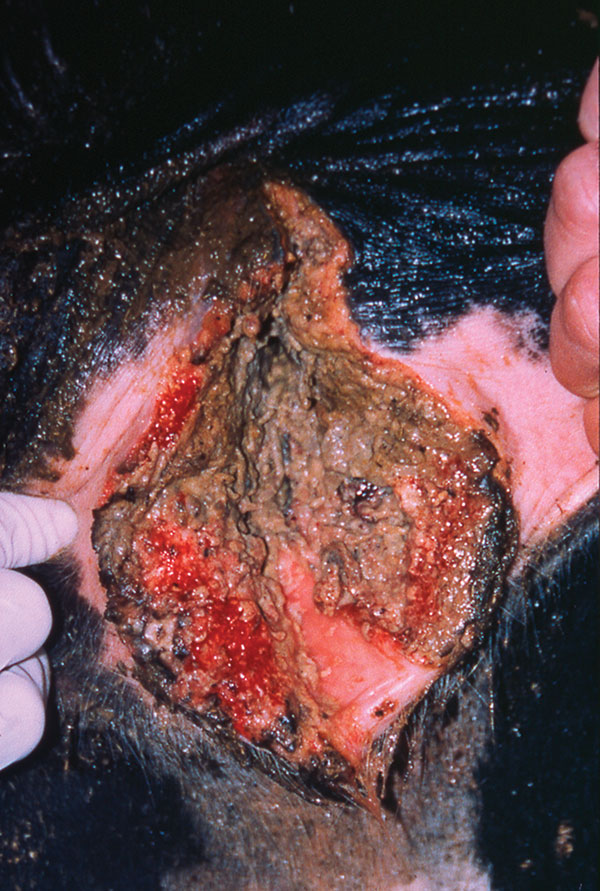 Hemorrhagic vaginal necrosis characteristic of advanced bovine necrotic vulvovaginitis.