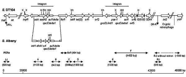 Genetic organization of the antibiotic resistance gene cluster of Salmonella genomic island 1 (SGI1) of Salmonella enterica serovar Typhimurium DT104 and serovar Albany strain 7205.00. DR-L and DR-R are the left and right direct repeats, respectively, bracketing SGI1. Polymerase chain reactions (PCRs) used to assess the genetic organization of the antibiotic resistance genes (PCRs floR, A, B, C, D, E, and F) and the SGI1 junctions to the chromosome (PCRs LJ and RJ for left and right junctions re