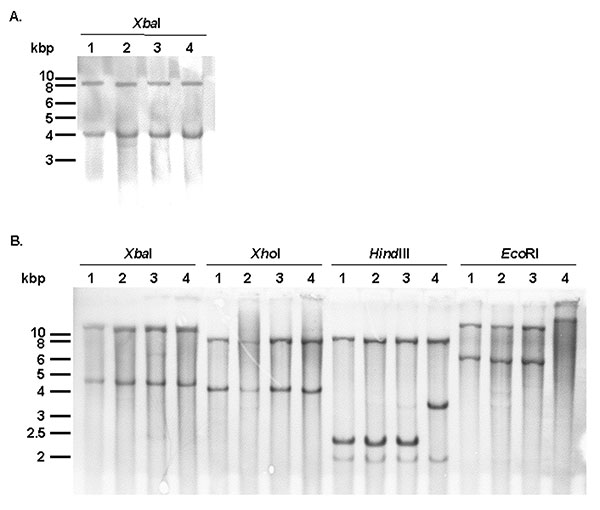 A) Southern blot hybridization with the p1-9 probe of XbaI-digested genomic DNAs of Salmonella enterica serovar Typhimurium DT104 strain BN9181 (lane 1), serovar Agona strain 959SA97 (lane 2), serovar Paratyphi B strain 44 (lane 3), and serovar Albany strain 7205.00 (lane 4). B) Southern blot hybridization of XbaI-, XhoI-, HindIII-, and EcoRI-digested genomic DNAs of serovar Typhimurium DT104 strain BN9181 (lanes 1), serovar Agona strain 959SA97 (lanes 2), serovar Paratyphi B strain 44 (lanes 3)