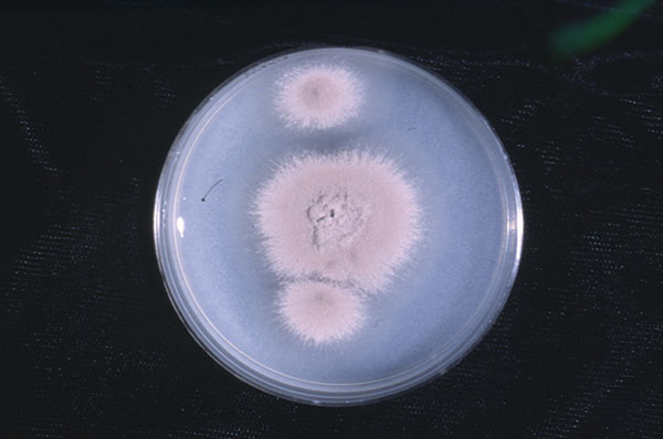 Macroscopic structure of case isolate after 2 weeks’ incubation at 25°C on potato flakes agar, prepared in house.