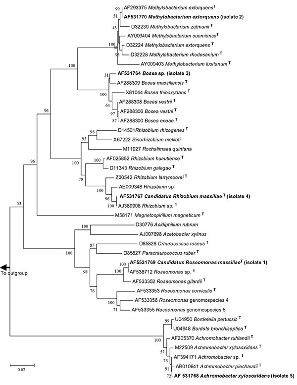 16S rDNA tree showing relationship of isolates 1 to 5 with related alpha- and beta-proteobacteria. The tree was constructed by using the neighbor-joining method, based on the nearly complete sequence (1,289 nt) of the 16S rDNA gene. Bootstrap values resulting from 100 replications are at branch points. Staphylococcus aureus was used as an outgroup.