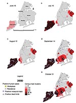 Thumbnail of Dead bird clusters, West Nile virus (WNV)-positive dead birds, human cases, and mosquito traps, New York City, 2000. The shading represents the cumulative frequency of dead bird clusters in each census tract as of the date of analysis. Cumulative WNV-positive birds and mosquitoes are displayed on the basis of their date of collection; human cases are shown on the basis of their date of onset of illness.