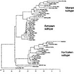 Thumbnail of Phylogenetic tree illustrating the genetic relationship of hemorrhagic tick-borne encephalitis virus variants with prototype strains from other subtypes of the virus (generated for nucleotide sequences of protein E gene, fragment 1,192−1,669). Nucleotide and deduced amino acid sequences were aligned by using Clustal X and MEGALIGN v4.04. Phylogenetic tree was constructed by MEGA v2.1. GenBank data were used for comparison of strains of tick-borne encephalitis viruses with another ti