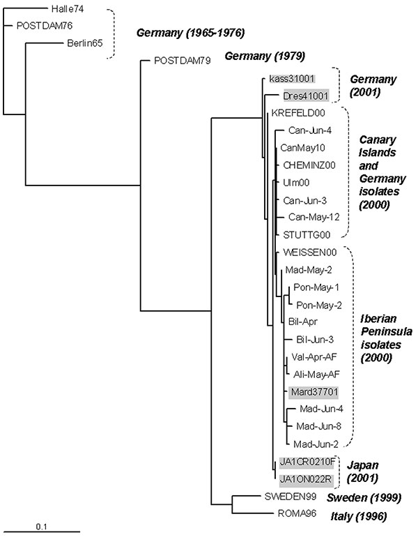Phylogenetic tree of the 5′ VP1 extreme showing the relationship between the Spanish isolates and others. The sequences included are the 14 Spanish echovirus 13 selected isolates as well as the German (n=12), Italian (n=1), Swedish (n=1), and Japanese (n=2) ones. Phylogenetic tree reconstructed with the maximum-likelihood method, 50 Jumble. Gray sequences correspond to the 2001 isolates.
