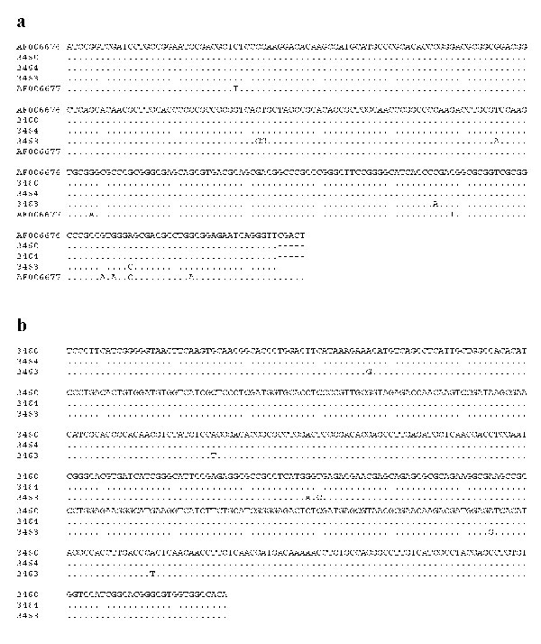 Genetic variation in the nucleotide sequences of Giardia microti parasites in the small subunit ribosomal RNA (SSU rRNA) (a) and triosephosphate isomerase (TPI) (b) genes.