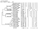 Thumbnail of Pulsed-field gel electrophoresis (PFGE) pattern and phylogenetic tree of 117 community-acquired (CA)-methicillin resistant Staphylococcus aureus isolates from three continents. SmaI macrorestriction patterns were digitized and analyzed by using Taxotron software (Institut Pasteur, Paris, France) to calculate Dice coefficients of correlation and to generate a dendrogram by the unweighted pair group method using arithmetic averages (UPGMA) clustering. The scale indicates the level of