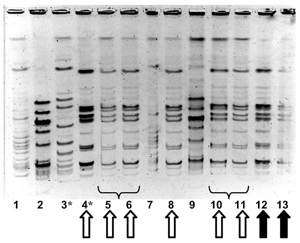 Molecular epidemiology of group A streptococcal strains in outbreak 2. Pulsed-field gel electrophoresis, demonstrating relatedness of group A streptococcal isolates from facility staff and residents. Lanes 1 and 7 contain an ATCC quality control strain. Solid arrows denote identical strains from two of the three persons in whom fatal invasive group A streptococcal infection developed; the third person with invasive disease had an electrophoretically identical strain (not shown). Hollow arrows de
