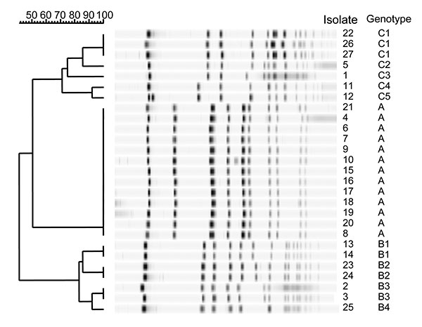 Band patterns of the Staphylococcus aureus isolates cultured from nasal swabs (pulsed-field gel electrophoresis). Some persons had two consecutive positive cultures (see text).