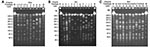 Thumbnail of Pulsotypes and pulsosubtypes of Salmonella enterica serotype Choleraesuis from humans and pigs obtained by pulsed-field gel electrophoresis (PFGE) after digestion with XbaI (A) and BlnI (B and C). Lanes M, molecular size marker. See for designations. See Tables 2 and 3 for the designation of isolates for each indicated pulsotype or pulsosubtype.