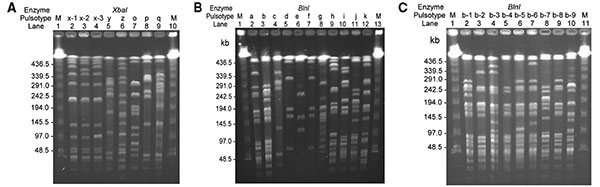 Pulsotypes and pulsosubtypes of Salmonella enterica serotype Choleraesuis from humans and pigs obtained by pulsed-field gel electrophoresis (PFGE) after digestion with XbaI (A) and BlnI (B and C). Lanes M, molecular size marker. See for designations. See Tables 2 and 3 for the designation of isolates for each indicated pulsotype or pulsosubtype.