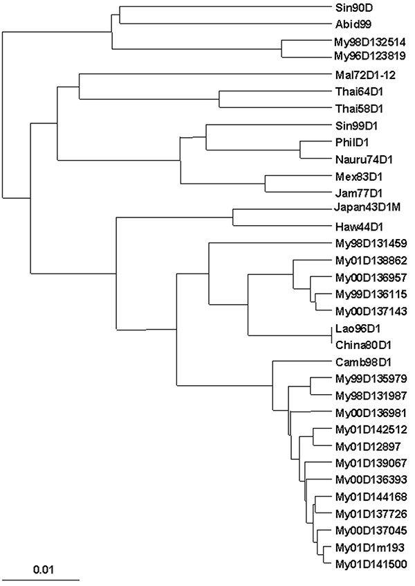 Phylogenetic analysis of the nucleotide sequences of the E protein genes of dengue 1 viruses from Myanmar and of dengue 1 viruses from other localities. Bootstrap values of 100% are shown.