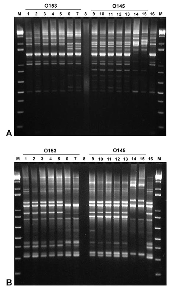 Repetitive-element sequence–based polymerase chain reaction analysis of genomic DNA from various Escherichia coli strains using REP (A) and ERIC (B) primers. Lanes 1 and 2, O153:H7 DNA (rabbit isolates 02-3446 and 02-3301, respectively); Lanes 3–5, O153:H- DNA (rabbit isolates 01-3014, 02-3050, and 02-3300); Lanes 6 and 7, O153:H- DNA (human isolates, ECRC 99-1808 and 99-1818); Lane 8, no DNA; Lanes 9 and 10, O145:H7 DNA (rabbit isolates 02-3448 and 02-3205); Lanes 11–13, O145:H- DNA (rabbit iso