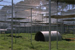 Thumbnail of Inside view of one of the outdoor holding corrals at the Tulane National Primate Research Center.