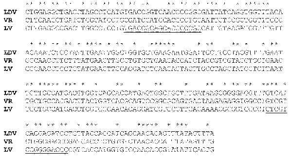 Nucleotide alignment of a segment of open reading frame (ORF) 1b of lactate dehydrogenase-elevating virus–P, porcine reproductive and respiratory syndrome virus VR-2332, and porcine reproductive and respiratory syndrome virus–Lelystad virus beginning at nucleotides 1169, 1165, and 1165, respectively. *Indicates identical nucleotides. Degenerate primer sets for polymerase chain reaction were previously made to the underlined segments (41).