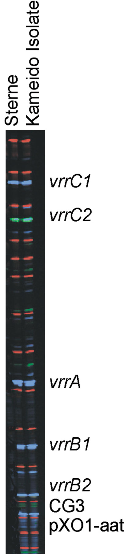 Multiple-locus, variable-number tandem repeat analysis genotype of all 48 Kameido isolates and the Sterne strain of Bacillus anthracis: vrrA, 313 bp; vrrB1, 229 bp; vrrB2, 162 bp; vrrC1, 583 bp; vrrC2, 532 bp; CG3, 158, bp; pX01-att, 129 bp; pX02, no amplification.