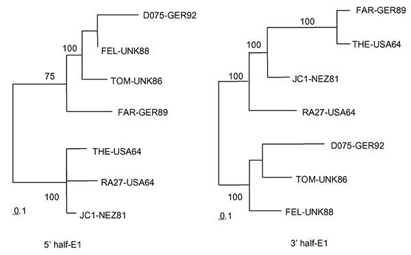 Phylogenetic trees. Trees were made by the maximum likelihood method in the Tree-Puzzle 5.0 program (1,000 puzzling steps) using the 5′ half (640 nt: 8291–8930) or 3′ half (539 nt: 8931–9469) of the E1 gene sequence. Bootstrapping values (out of 100) for each node are given.