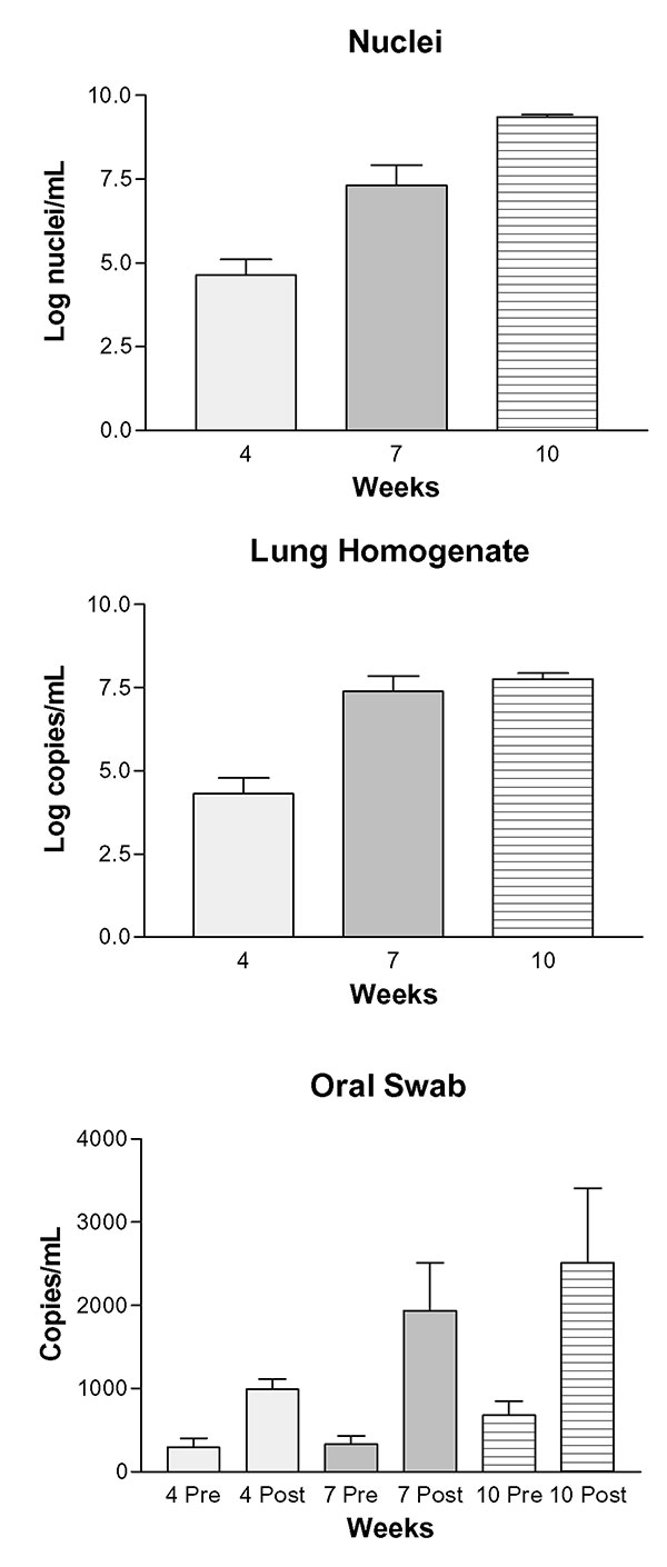 Progression of Pneumocystis carinii pneumonia measured by enumeration of organisms and real-time PCR of DNA extracted from lung homogenates and oral swabs. Panel A: Log P. carinii nuclei per mL of homogenized rat lung assessed by microscopic enumeration of lung homogenates; 4 wk vs. 7 wk, p &lt; 0.001; 4 wk vs. 10 wk, p &lt; 0.001; 7 wk vs. 10 wk, p &lt; 0.001. Panel B: Log-transformed copies of P. carinii-specific DNA (mtLSU) per mL of lung homogenate; 4 wk vs. 7 wk, p &lt; 0.001; 4 wk vs. 10 w
