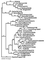 Thumbnail of Phylogenetic tree of the nucleoprotein nucleotide sequence, which includes both low pathogenic and highly pathogenic avian influenza viruses from Chile. Representative avian, human, swine, and equine influenza gene sequences are also included. The tree was generated with PAUP 4.0b4 computer program with bootstrap replication (500 bootstraps) and a heuristic search method. The tree is rooted to A/Equine/Prague/1/56, and branch lengths are included on the tree. Standard two-letter pos
