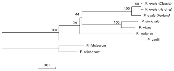 A dendrogram based on cytochrome b sequences of Plasmodium species including P. ovale variant and classic isolates. Bootstrap values are provided as percents over 1,000 replications.