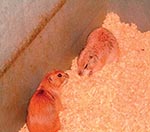 Thumbnail of Black-tailed prairie dogs (Cynomys ludovicianus).