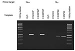 Thumbnail of Ethidium bromide–stained gel of the amplification products obtained from Q933-595 and Q21-595 polymerase chain reactions. aEDL933, human isolate (ATCC43895). Obtained from the STEC Center, Michigan State University. bFAHRP88, isolated from Ohio dairy cow. cFAHRP39, human isolate (E29962) (12).