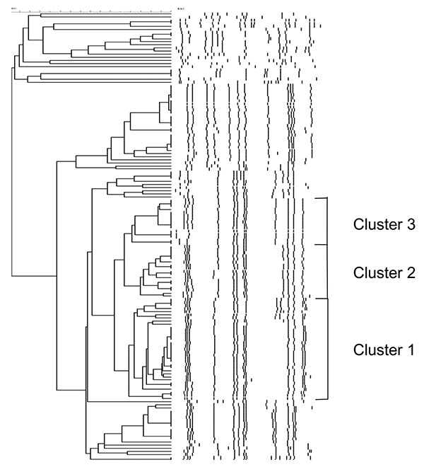 Dendrogram depicting the DNA fingerprints of Salmonella enterica serovar Paratyphi B dT+ identified from 2000 through 2002. Multidrug-resistant clonal groups labeled clusters 1 to 3 are shown.