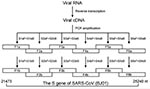 Thumbnail of Diagram showing amplification of six overlapping fragments covering full-length spike gene sequence of severe acute respiratory syndrome–associated coronavirus by nested reverse transcriptase–polymerase chain reaction.