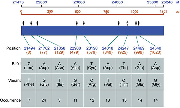 Variants identified from 29 full-length S genes of severe acute respiratory syndrome–associated coronavirus from 20 SARS patients in comparison with BJ01 strain (GenBank accession no. AY278488). The nucleotide positions are numbered according to the sequence of BJ01 strain. Numbers start from the beginning of the genome, but the amino acid numbers start from the S protein. The filled arrows represent nonsynonymous mutations, and the hollow arrows represent synonymous ones. The occurrence indicat