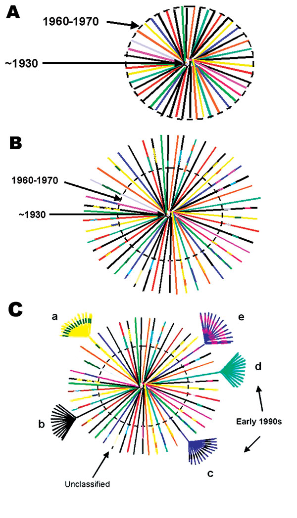 Hypothetical model of HIV-1, group M evolution. A. Star phylogeny representing the evolution of the ancestral HIV-1, group M virus that was able to adapt in humans and was transmitted among rural populations in Central Africa from approximately the 1930s (22). Over time, the viruses would have become increasingly genetically distinct from each other and the original parental strain. The dotted circle denotes the beginning of migration from these remote areas to cities in Central Africa (approxim