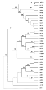 Thumbnail of Unrooted tree showing the phylogenetic relationships among the 35 studied Yersinia pestis isolates inferred from sequence analysis of the combination of the eight intergenic spacers using the unweighted pair group method with arithmetic mean method. O, Y. pestis Orientalis biovar; M, Y. pestis Medievalis biovar; A, Y. pestis Antiqua biovar. Numbers refer to the isolate number as in Table 1.