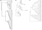 Thumbnail of Unrooted trees showed the phylogenetic relationships among the 35 studied Yersinia pestis isolates inferred from sequence analysis of the combination of the eight intergenic spacers by using the parsimony (A), neighbor-joining (B), and maximum likelihood method (C).