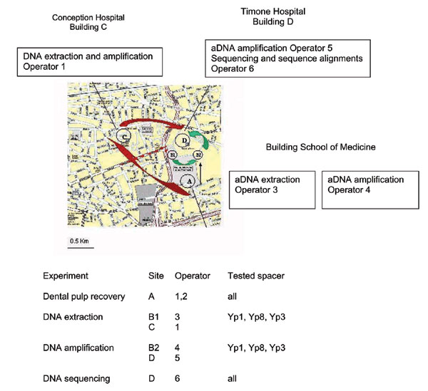 Detailed experimental process for ancient material to avoid Yersinia pestis contamination.