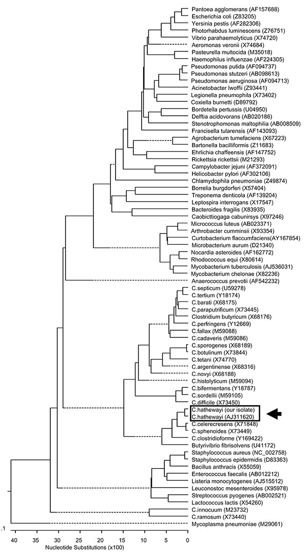Phylogenetic tree showing the 16S rRNA relationships of our Clostridium hathewayi isolate (GenBank accession no. AY552788) wth various Clostridium species and other medically important bacteria. The tree was constructed by Clustal W analysis (DNASTAR Inc., Madison, WI), based on the entire 16S rRNA gene. The sequences were obtained from the GenBank database with their nucleotide sequence accession numbers in brackets. Mycoplasma pneumoniae was used as the outgroup to root the tree. Our C. hathew