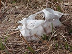 Thumbnail of Green forage growing at the site where a deer carcass infected with chronic wasting disease had decomposed. Such sites were attractive to deer, as illustrated by the grass blades recently cropped by experimental deer.