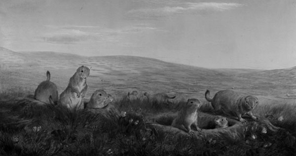 William Jacob Hays (1830-1875). Prairie Dog Village (1860). Oil on canvas (25 1/2 x 47 1/2). Collection of National Museum of Wildlife Art, Jackson Hole, WY