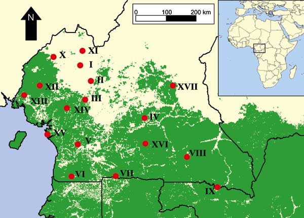 Map of study sites in southern Cameroon in relation to the distribution of lowland tropical forest in central Africa (in green).