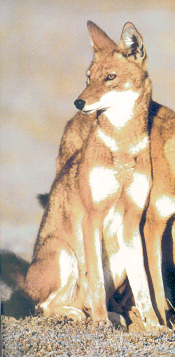 Ethiopian wolves. Photo credit: Martin Harvey.