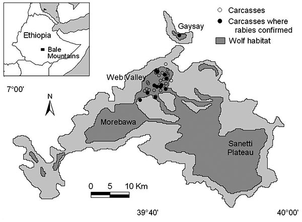 Ethiopian wolf subpopulations, habitat and carcass locations during the reported rabies outbreak in the Bale Mountains, Ethiopia. Samples were not obtained from all carcasses, but those confirmed rabies positive are depicted with filled circles.