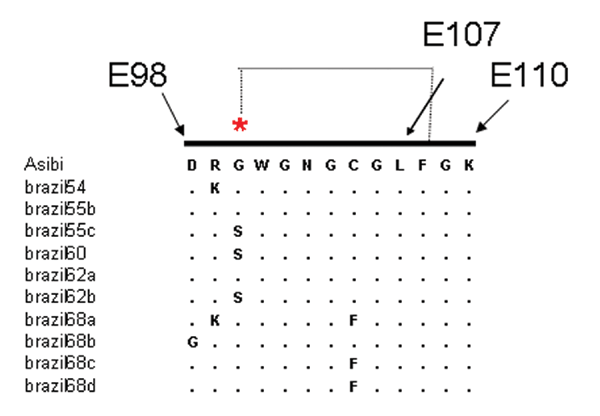 Sequence alignment of the fusion peptide of the envelope (E) gene of selected yellow fever virus (YFV) strains (E98–E110). The Asibi prototype strain indicates the conserved sequence present in the majority of YFV strains and other mosquitoborne flaviviruses. A salt bridge between residues Asp E98 and Lys E110 generates the "CD loop" of residues E100–E108 (21).
