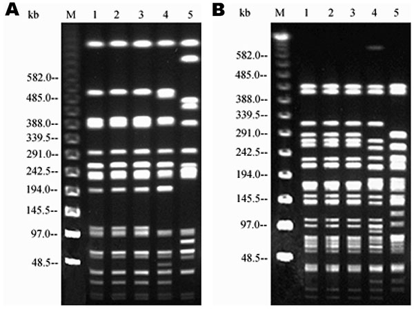 Pulsed-field gel electrophoresis profiles of the three strains after digestion with XbaI (left) and SpeI (right). Lane M, molecular size markers. Lane 1, porcine strain. Lane 2, bovine strain. Lane 3, human strain. Lane 4, comparison strain Salmonella enterica serovar Typhimurium DT104A with a different resistance pattern. Lane 5, S. Typhimurium DT104L strain with the common pentaresistance pattern.