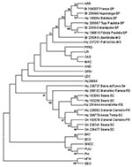 Thumbnail of Phylogenetic relationships among Brazilian and previously characterized hantaviruses. Maximum parsimony analysis of the nucleotide sequence of 303-nt fragment of the G2 gene with the heuristic search option. Bootstrap values of &gt;50%, obtained from 500 replicates of the analysis are shown. Abbreviations and GenBank accession numbers of the previously published sequences of the hantaviruses used in this study: Andes, AND-AF324901; Araraquara, ARA-AF307327; Bayou, BAY-L36930; Bermej