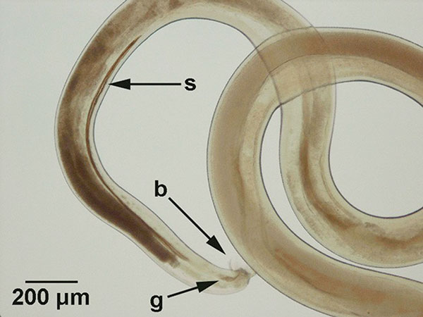 Morphologic features of a male nematode recovered from the central nervous system of a gibbon (Hylobates lar). The characteristics used for specific identification of Parastrongylus cantonensis were the presence of a bursa (b), a gubernaculum (g), and the size of spicules (s).