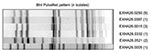 Thumbnail of BlnI-generated pulsed-field gel electrophoresis patterns for Esscherichia coli O157 isolates that generated patterns indistinguishable from PulseNet pattern EXHX01.0047 by using XbaI.