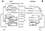 Thumbnail of Phylogenetic analysis of (A) capsid (376 nt) and (B) polymerase (289 nt) sequences of Mc10, C12, and additional strains in GenBank. Sapovirus capsid sequences were classified on the basis of the scheme of Okada et al. (10). Two unclassified strains, Mex340/1990 and Cruise ship/00, were assigned SG-II-(d) and SG-II-(e). The asterisks indicate noncontinuous polymerase-capsid sequences. The numbers on each branch indicate the bootstrap values for the genotype. Bootstrap values of &gt;9