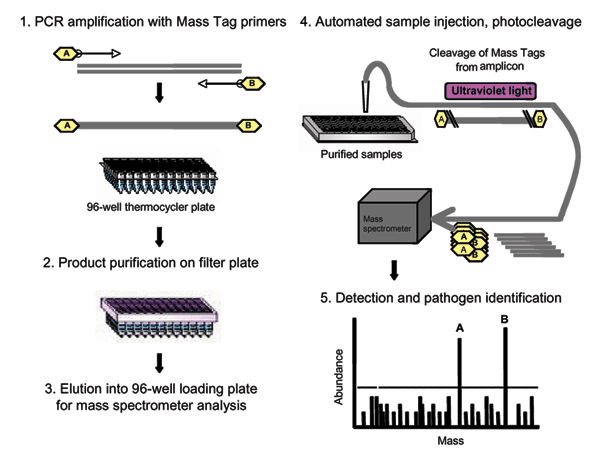 Schematic representation of Mass Tag polymerase chain reaction (PCR).