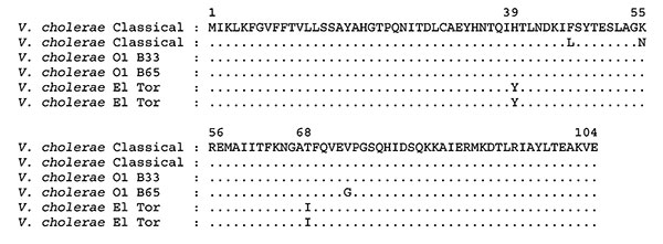 Amino acid sequence alignment of CT-B subunit of Vibrio cholerae O1 classical, El Tor, and Mozambique (B33 and B65) strains. Identical amino acid residues are indicated by a period. Amino acid sequences of ctxB of V. cholerae classical (AAL60524.1; AAM47189.1) and El Tor (AAM74192.1; AAM77066.1) are from GenBank.