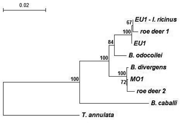 Phylogenetic relationships of representative babesiae deposited in GenBank and detected in this study, inferred from multiple sequence alignment of complete 18S rRNA gene. Accession numbers of babesiae: Babesia EU1 from Ixodes ricinus ticks, AY553915; babesiae from roe deer 1, AY572457; babesiae from roe deer 2, AY572456; Babesia EU1 from human, AY046575; B. divergens, AY046576; B. odocoilei, AY046577; Babesia MO1, AY048113; B. caballi, Z15104; and Theileria annulata, M64243. The number on each 
